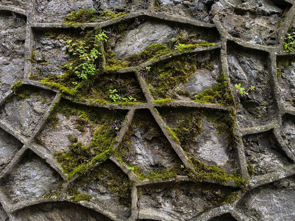 Fassade mit Algen und Grünbelag vor der Reinigung